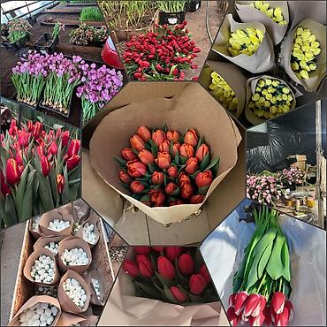 Букеты из живых цветов: Дорогие друзья! В продаже голландские тюльпаны выращенные в наших — 4