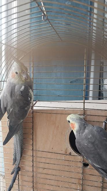 El quwudur, ciyinde elde gezir diwlemir. erkek ve diwi cutlewib 3 yawi