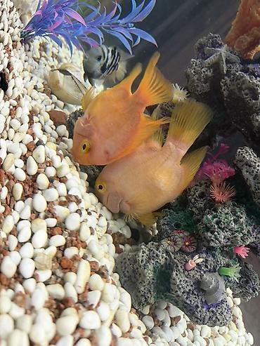 Балыктар: Большие именно красные Рыбы попугай (Parrot cichlid), ярко‑оранжевые — 4