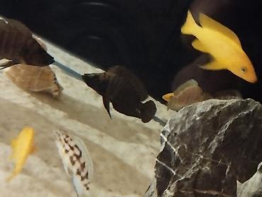 Balıqlar: Cixlid balığı -da lalafo.az — 11 Balıqlar: Cixlid balığı — 11