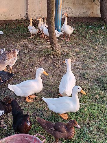 poni at satilir: Salam lavanda krasnadar zumrud ve pekin ordek ballari iclerinde — 7