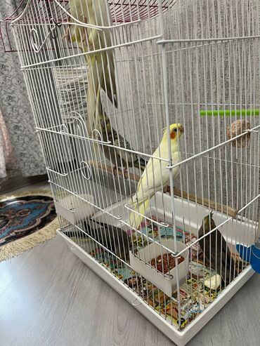 Digər kənd təsərrüfatı heyvanları: Karella - Qəfəs: ağ metal karkaslı, iki mərtəbəli hündür — 4