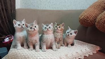 Pişiklər: Britan — 15