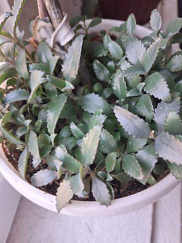 Каланхоэ: Каланхоэ лечебный 1см высота 10сом,2см высота 20сом, 3см высота 30сом — 4