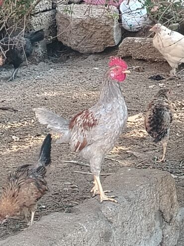 cins inekler azerbaycanda: Toyuq, Damazlıq