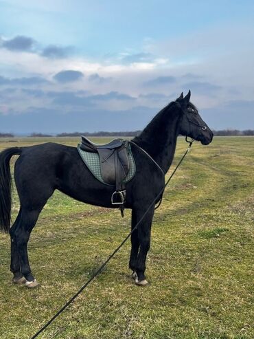 Domaće životinje: Na prodaju: crni konj, atletske građe i pravilnih nogu. - Tip — 3