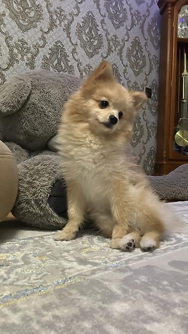 pomeranian: Şpitz, 1 il, Erkək, Cütləşmə üçün — 1