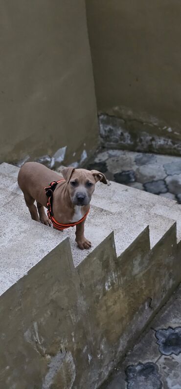 it satılır: Pitbul, 3 ay, Dişi, Peyvəndli, Ödənişli çatdırılma, Ünvandan götürmə