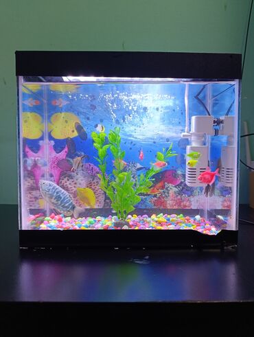 Gəmiricilər: Dördbucaq akvarium, Balıqlarla birlikdə, 2 l