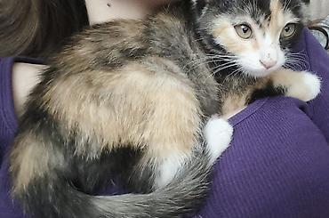 рыжая кошка: Кошка даром: Беспородная, 2 месяца, Девочка — 4