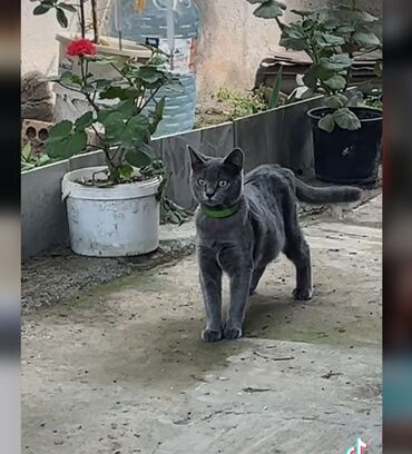 pişik boyunbağı: Siam, Dişi, Cütləşmə üçün, Ünvandan götürmə, Ödənişli çatdırılma