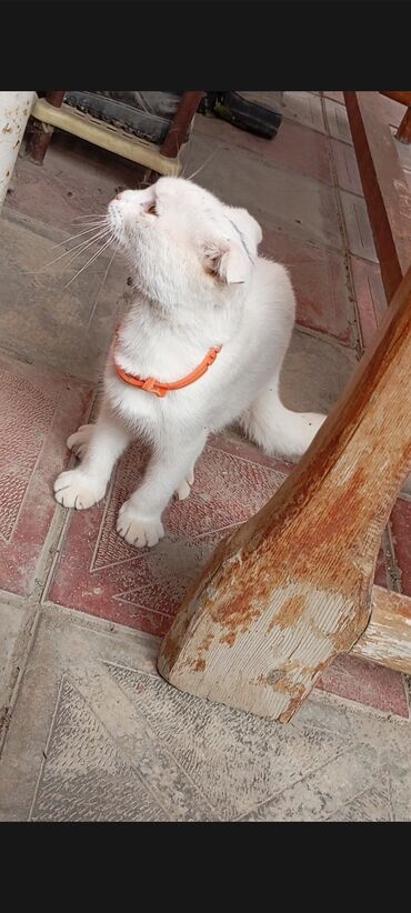 Cins pisik scottish fold. bahali pisikdir biz ucuz satiriq
