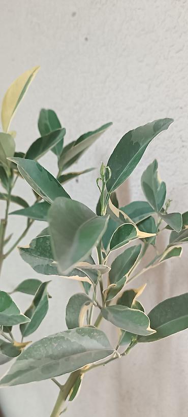 Лимоны: Продаю сортовые цитрусовые растения - ГРЕЙПФРУТ ДУНКАН 130см высота — 11