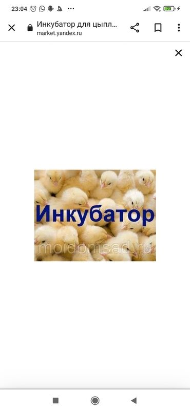 продажа цыплят несушек: Частный ИНКУБАТОР принимает яйцо на вывод цыплят (куриные, индюшинные