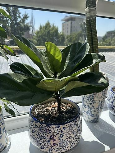 лирата: Фикус лирата (Ficus lyrata) в керамике Эффектное комнатное растение — 1