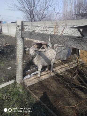животное ласка: Продается козочка годовалая,не огуленая,от высокоудойной козы.Цена