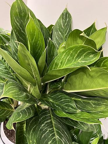 Другие комнатные растения: Женское счастье гигант сорт По городу доставка бесплатно Крупные — 6