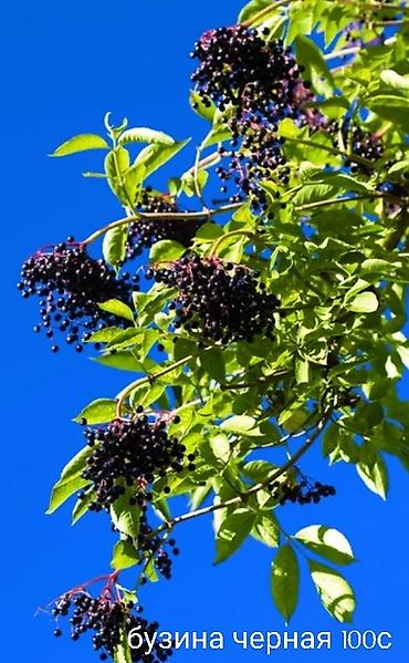 Другие виды семян и саженцев: Все растения что на фото, есть в наличии — 2