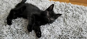Продажа кошек: Отдам в добрые руки! Котята домашние. К лотку приучены, в еде не — 5