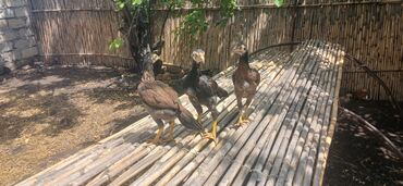 cuce sekli: Damazlıq, Ünvandan götürmə, Ödənişli çatdırılma