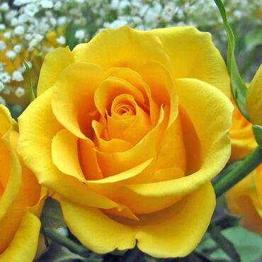 Садовые цветы и кустарники: Саженцы цветка: Розы — 4