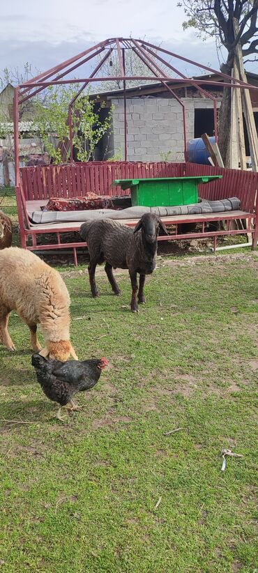 бараны романовской породы: Продаю | Баран (самец)