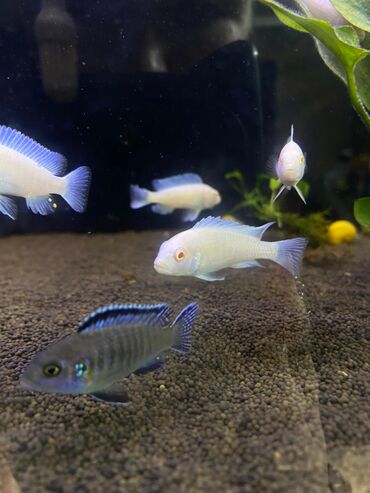 Аквариумы: Green Aqua — рыбки и растения для аквариума 🐟🌿 ▪️ Пресноводные рыбки и — 23