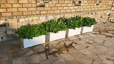 Малина: Саженцы малины. сорт полька - Сильные однолетние побеги с развитой — 4