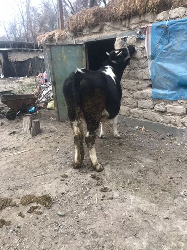 Животные: Продаю | Корова (самка) | Голштин | Для молока