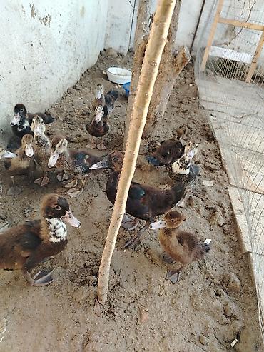 bala ordək: Lal Ördek bala lari tam sağlam dir yerim balaca olduğu ucun satram — 2