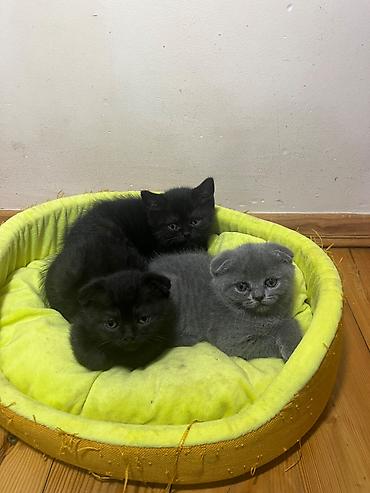 Кошки: Шотландская вислоухая — 1