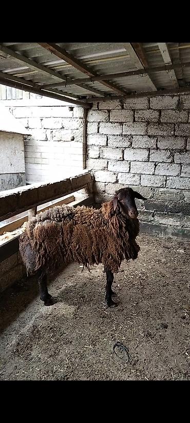 Qoyunlar, qoçlar: Qarabaş yerli cins qoç - Rəngi: tünd qəhvəyi, qarabaş - Cinsi: yerli — 8