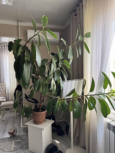 Крупное комнатное растение — фикус эластика (каучуконосный), в горшке