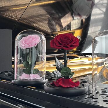подарки на новый год в бишкеке: Вечная роза в колбе Premium, это истинная классика, завоевывающая
