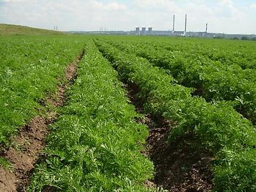 меренос козу: Продаю СЕМЕНА УРУК марковь маковка марковки качественные морковка — 4
