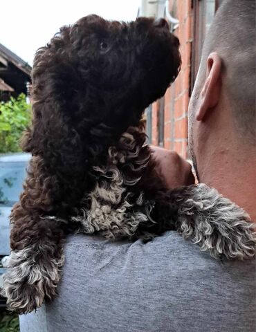 Psi: Prelepi štenci Lagoto Romanjolo dostupni za nove domove. Rođeni — 13