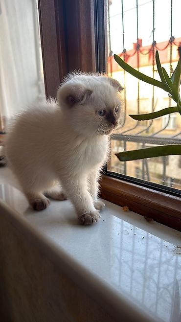 Pişiklər: Şotland — 3