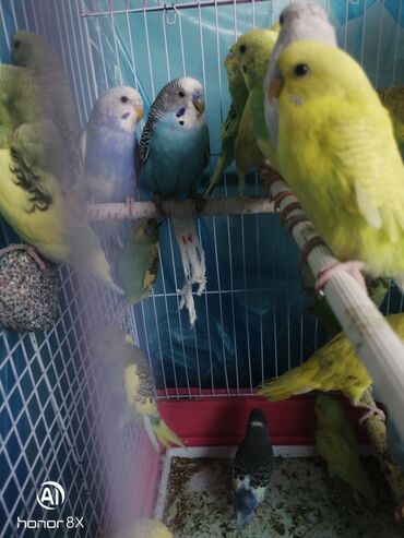 Tutuquşları: Papuqaylar 9azn Papuqay qəfəsləri 9azn Təzə qəfəslərdi 9-azn -da lalafo.az — 20 Tutuquşları: Papuqaylar 9azn Papuqay qəfəsləri 9azn Təzə qəfəslərdi 9-azn — 20