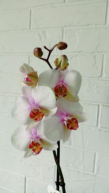 Орхидеи: Большой выбор сортовых орхидей. высота растений 70 см — 7