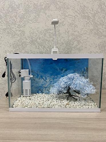 Hazır 12 Litr akvarium seti. İşlənməyib yenidir. Başqa yeni digər lalafo.az -da Hazır 12 Litr akvarium seti. İşlənməyib yenidir. Başqa yeni digər