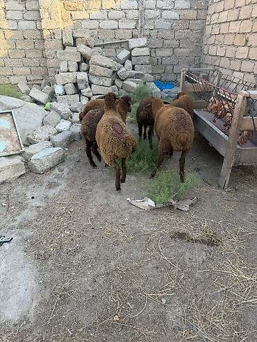 Qoyunlar, qoçlar: Salam aleyküm 6 baş quzu 2 dişi 4ərgəy ünvan binə salgoz 0775431770 -da lalafo.az — 3 Qoyunlar, qoçlar: Salam aleyküm 6 baş quzu 2 dişi 4ərgəy ünvan binə salgoz 0775431770 — 3