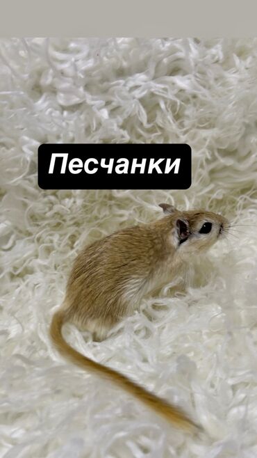 Хомяки: Продаются хомячки джунгарские, сирийские, ангорские пушистые хомячки — 20