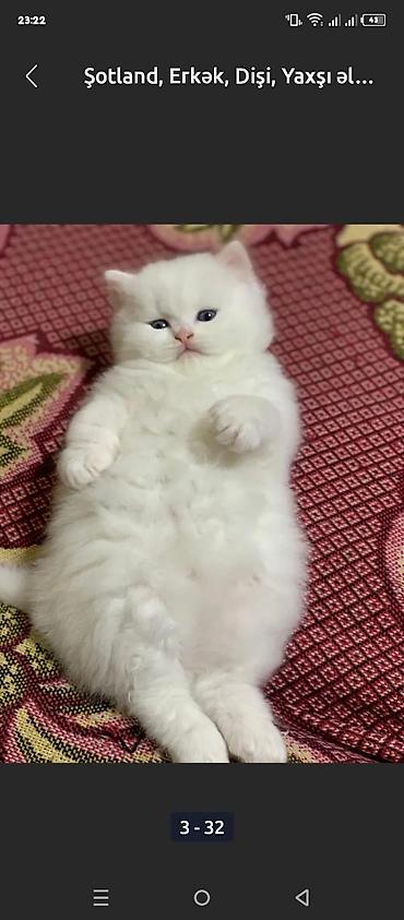 Pişiklər: Şotland, Erkək, Dişi, Yaxşı əllərə, Ödənişli çatdırılma, Ünvandan götürmə, Rayonlara çatdırılma — 5