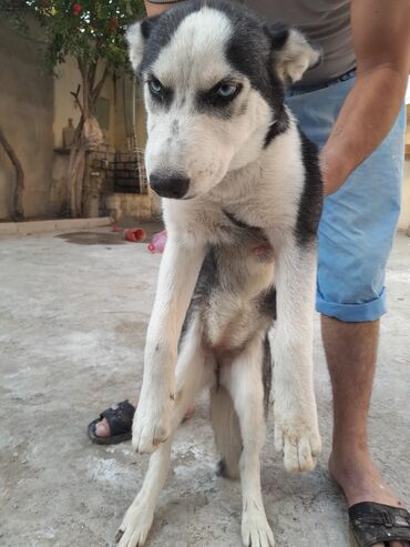 xaski itleri: Xaski, 4 ay, Dişi, Peyvəndli, Ünvandan götürmə