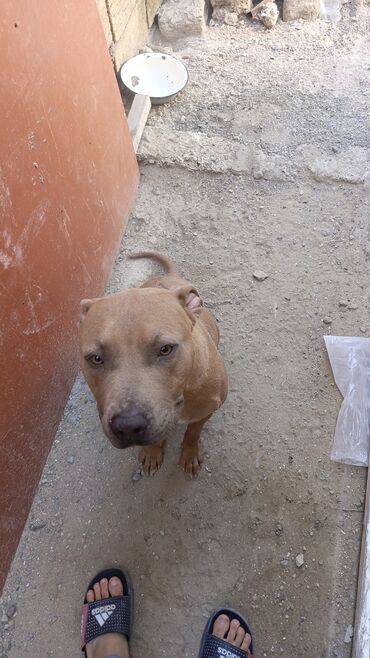 İtlər: Pitbul, 2 il, Dişi, Ünvandan götürmə