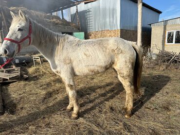 Лошади, кони: Продаю | Кобыла (самка) | Рабочий — 5