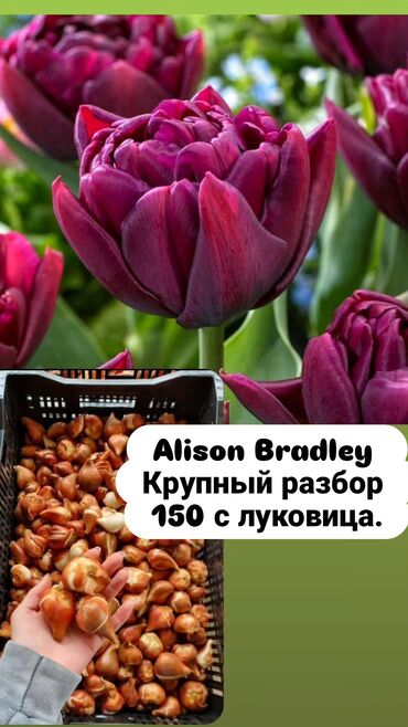 замороженные перец: Луковицы тюльпанов, гиацинтов, нарциссов, крокусов, подснежников
