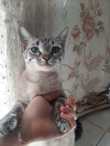 ağ pişiy: Yaxşı əllərə