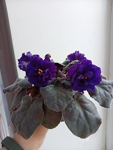 Фиалки и глоксинии: Продаю фиалки есть детки — 2