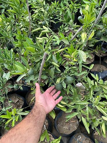 zeytun ağacı satışı: Lənkəran Mandarin ağacı fidanları - Növ: Mandarin (meyvə verən calaq — 3